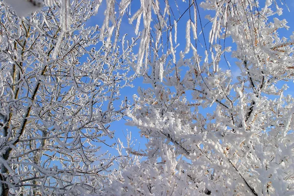 덤불의 나뭇가지에 서리가 서리가 내리는 겨울날 — 스톡 사진