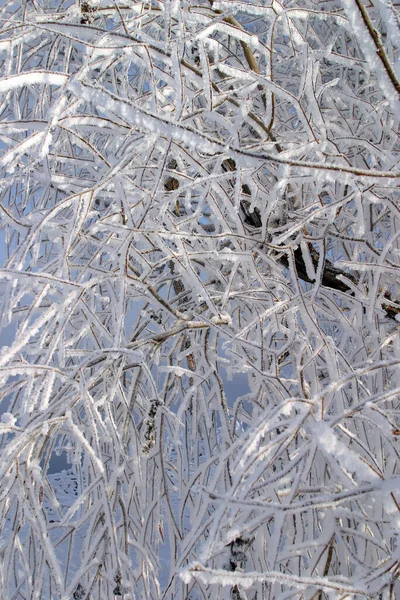 Close Vorst Takken Van Bomen Gras Struiken Ijzige Winterdag — Stockfoto