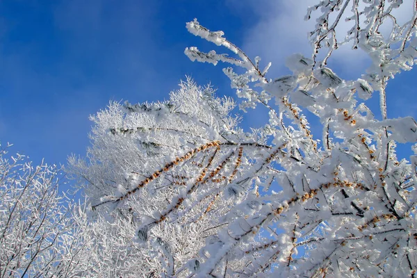 Крупним Планом Обліпихові Гілки Калюжею Небі Найхолодніший Зимовий День — стокове фото