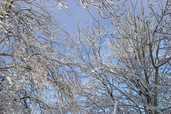 Paisaje Invernal Helada Mañana Brumosa Río Los Árboles Las Heladas — Foto de Stock