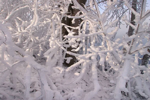 Zbliżenie Mróz Gałęziach Drzew Trawa Krzewy Mroźny Zimowy Dzień — Zdjęcie stockowe