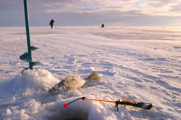 Buren Angelruten Und Fische Aus Nächster Nähe Eisloch Des Winterflusses — Stockfoto