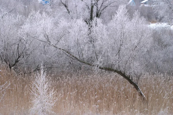 Zimní Krajina Úžasné Krásné Mráz Stromech Suchá Tráva Zamračený Den — Stock fotografie