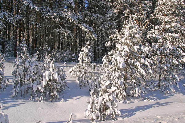 Krásná Zimní Krajina Zasněženého Borového Lesa Slunečném Chladném Dni — Stock fotografie