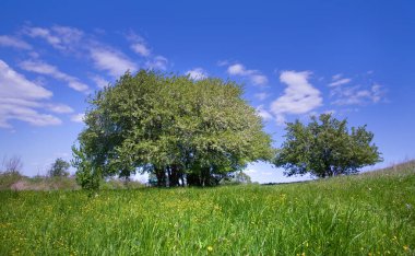 Bahar manzarası, yeşil bir çayırda çiçek açan elma ağacı. Güneşli bir günde mavi gökyüzünün arka planında sarı karahindibalar.