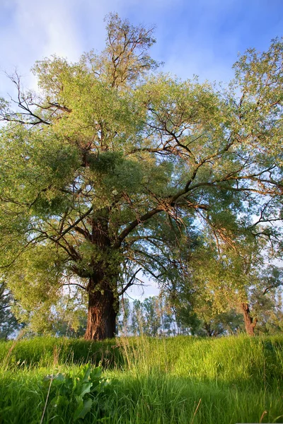 Sommarlandskap Ekar Och Grönt Gräs Vid Solnedgången — Stockfoto