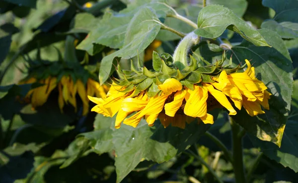 Sommer Landschaft Feld Von Sonnenblumen Einem Sonnigen Tag — Stockfoto