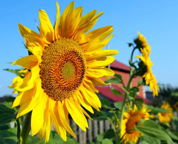 Primer Plano Hermoso Girasol Amarillo Fondo Del Cielo Azul — Foto de Stock