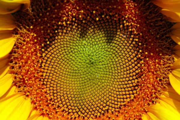 Primer Plano Hermoso Girasol Amarillo Fondo Del Cielo Azul — Foto de Stock