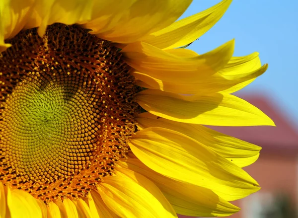 Close Beautiful Yellow Sunflower Background Blue Sky — Stock Photo, Image