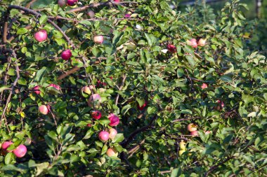 Bir yaz günü bahçesinde yeşil yaprakları olan bir dalda olgun elmaların izole edilmiş yakın çekimi.