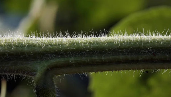 Close Girassol Haste Fundo Grama Verde Dia Ensolarado Verão — Fotografia de Stock