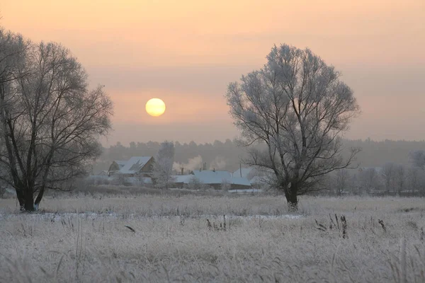 Paysage Hiver Magnifique Coucher Soleil Sur Chênaie Dans Givre — Photo