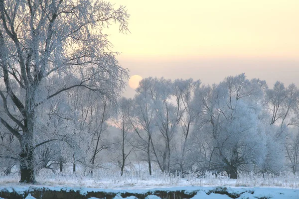 Paisaje Invierno Hermoso Atardecer Sobre Roble Las Heladas — Foto de Stock