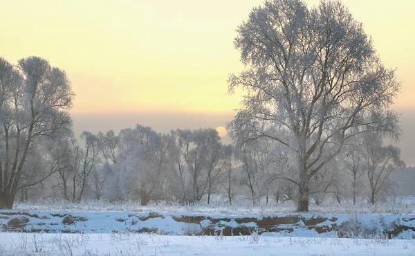 Paisaje Invierno Hermoso Atardecer Sobre Roble Las Heladas —  Fotos de Stock