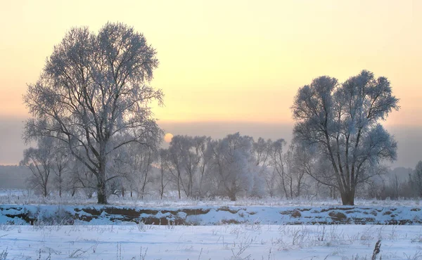 Paysage Hiver Magnifique Coucher Soleil Sur Chênaie Dans Givre — Photo