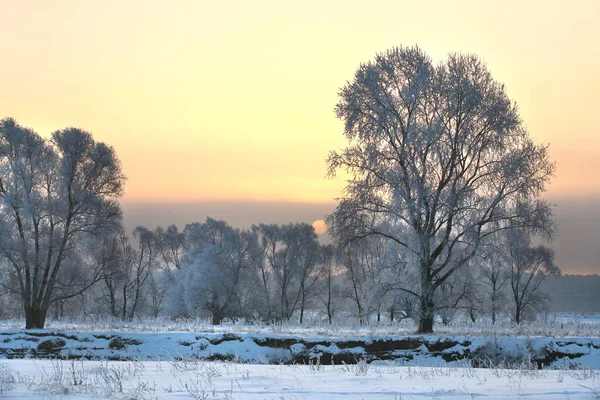Téli Táj Gyönyörű Naplemente Felett Tölgyfa Ligetben Rekedt — Stock Fotó