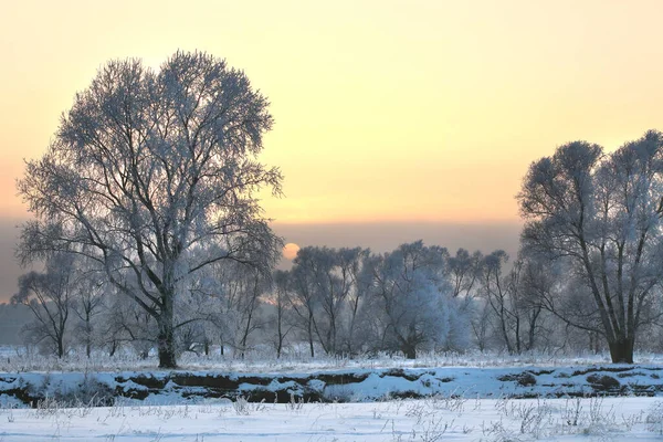 冬景美丽的落日洒落在冻土中的橡树林之上 — 图库照片