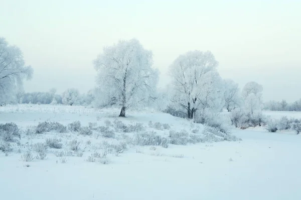 Vinterlandskap Isen Frusen Flod Och Vackra Träd Täckta Med Frost — Stockfoto