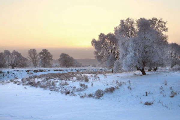 Winterlandschaft Schöner Sonnenuntergang Über Dem Eichenhain Raureif — Stockfoto