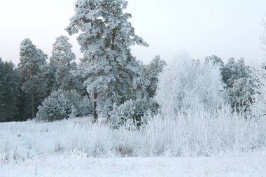 Bulutlu bir günde, kar ve donla kaplı güzel çam ormanının kışın eteklerinde.