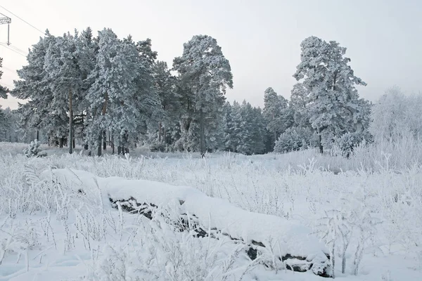 Vinterlandskap Utkanten Den Vackra Tallskogen Täckt Med Frost Och Snö — Stockfoto