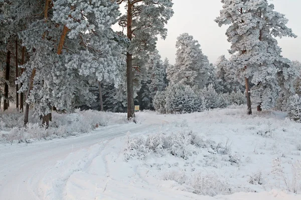 Vinterlandskap Utkanten Den Vackra Tallskogen Täckt Med Frost Och Snö — Stockfoto