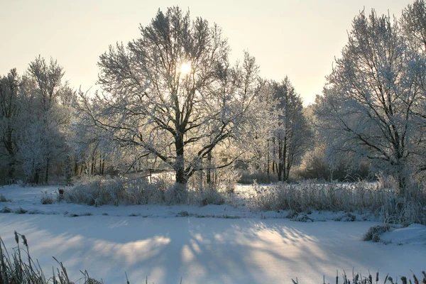 Vinterlandskap Träd Och Torrt Gräs Skogen Täckt Med Frost Nära — Stockfoto