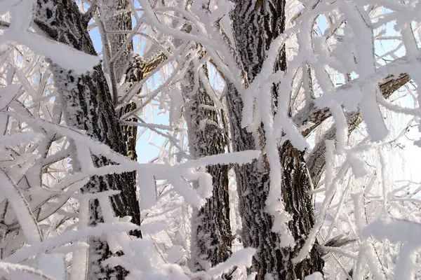 Primo Piano Gelo Sui Rami Degli Alberi Erba Cespugli Gelido — Foto Stock