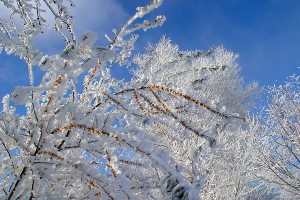 Крупним Планом Обліпихові Гілки Калюжею Небі Найхолодніший Зимовий День — стокове фото