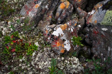 Makro inanılmaz güzel yosun Doğu Sayan dağlarında kayalıklarda