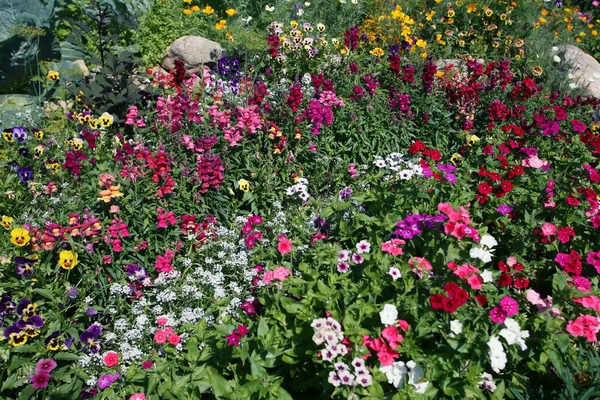 Makrogórskie Kwiaty Zioła Skałach Wczesnym Letnim Rankiem — Zdjęcie stockowe
