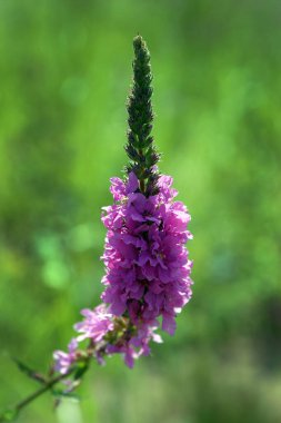 Makro güzel mor çiçek yaz tarlasında