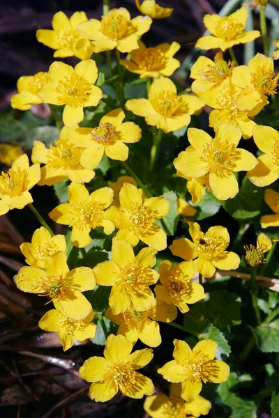 Makrofeuchtgebiet Gelbe Blumen Blühen Frühling — Stockfoto