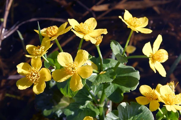 Makrofeuchtgebiet Gelbe Blumen Blühen Frühling — Stockfoto