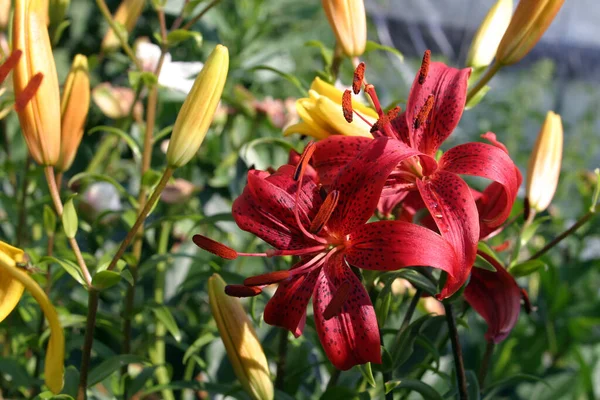 Macro Yellow Lily Summer Garden Sunny Day — Stock Photo, Image