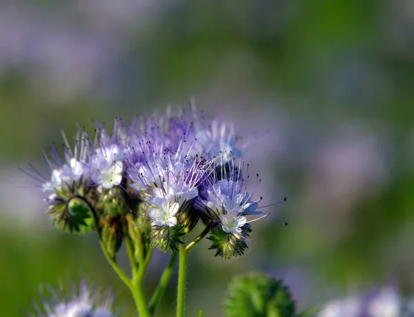 Makro Güzel Menekşe Çiçekleri Yaz Otlağında Safra — Stok fotoğraf