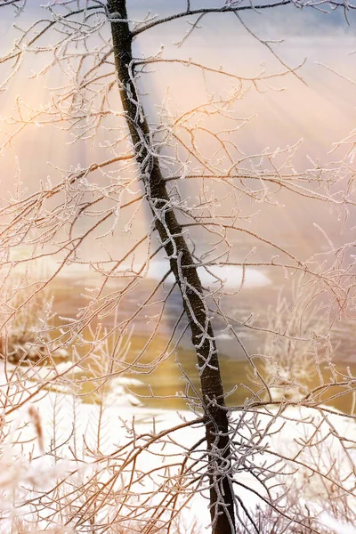 Paesaggio Invernale Fitta Nebbia Sul Ghiaccio Del Fiume Alberi Ricoperti — Foto Stock