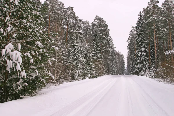 Vinter Landskap Vacker Tallskog Snö Och Frost Molnig Kall Dag — Stockfoto