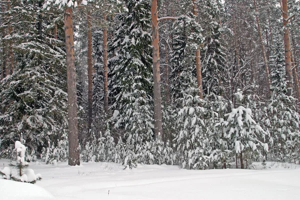 Paysage Hiver Belle Forêt Pins Dans Neige Gel Par Une — Photo