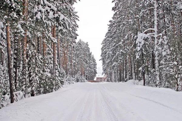 Χειμερινό Τοπίο Όμορφο Πευκοδάσος Στο Χιόνι Και Τον Παγετό Μια — Φωτογραφία Αρχείου