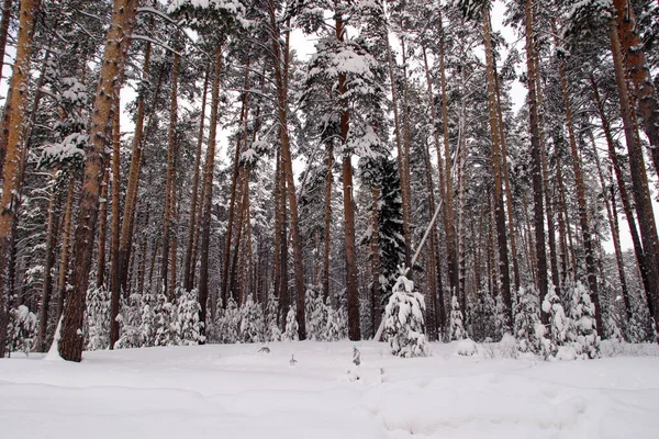 Зимний Пейзаж Красивый Сосновый Лес Снег Мороз Облачный Холодный День — стоковое фото