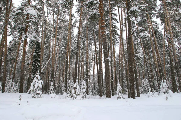 Zimní Krajina Krásný Borový Les Sněhu Mráz Zamračený Chladný Den — Stock fotografie