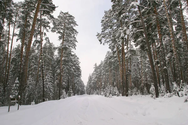Vinter Landskap Vacker Tallskog Snö Och Frost Molnig Kall Dag — Stockfoto