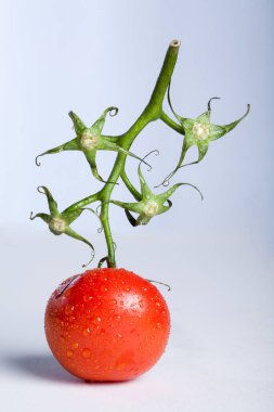 Yakın plan bir kırmızı olgun domates yeşil bir dalda su damlaları beyaz arka plan stüdyosunda izole