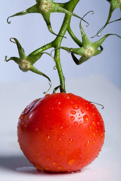 Primer Plano Rojo Tomates Maduros Una Rama Verde Con Gotas — Foto de Stock