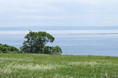 Geniş bir nehrin yaz manzarası ve bulutlu bir günde sahilde ağaçlar.