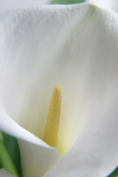 Макроизоляция Одного Белого Цветка Каллы — стоковое фото