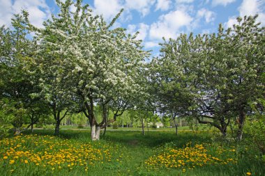 Resmedilmeye değer ilkbahar manzarası bahçede ve çimlerde çiçek açan elma ağaçları ve güneşli bir günde çiçek açan karahindibalar.