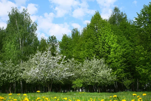 Pittoresk Lentelandschap Bloeiende Appelbomen Tuin Gazon Met Bloeiende Paardebloemen Zonnige — Stockfoto